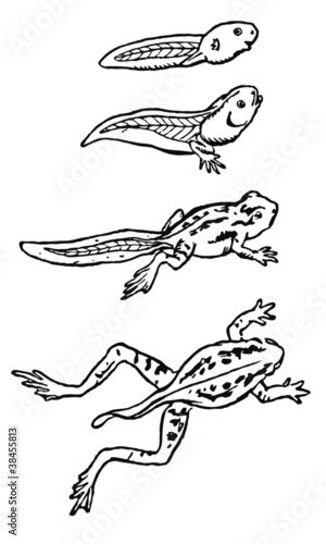 Métamorphose de la grenouille