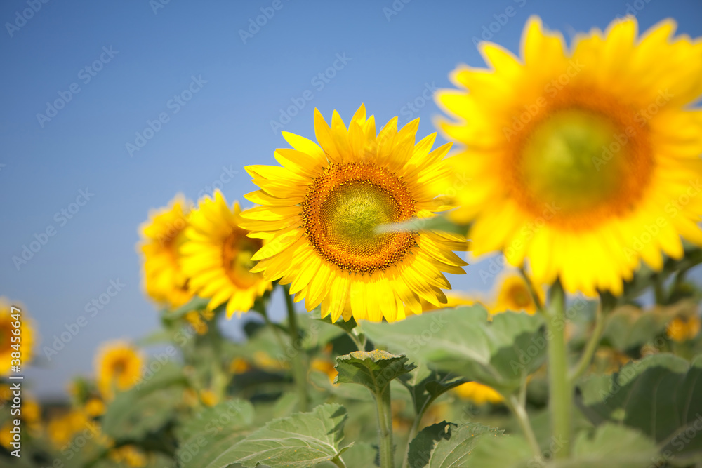 amazing sunflowers and blue sky background