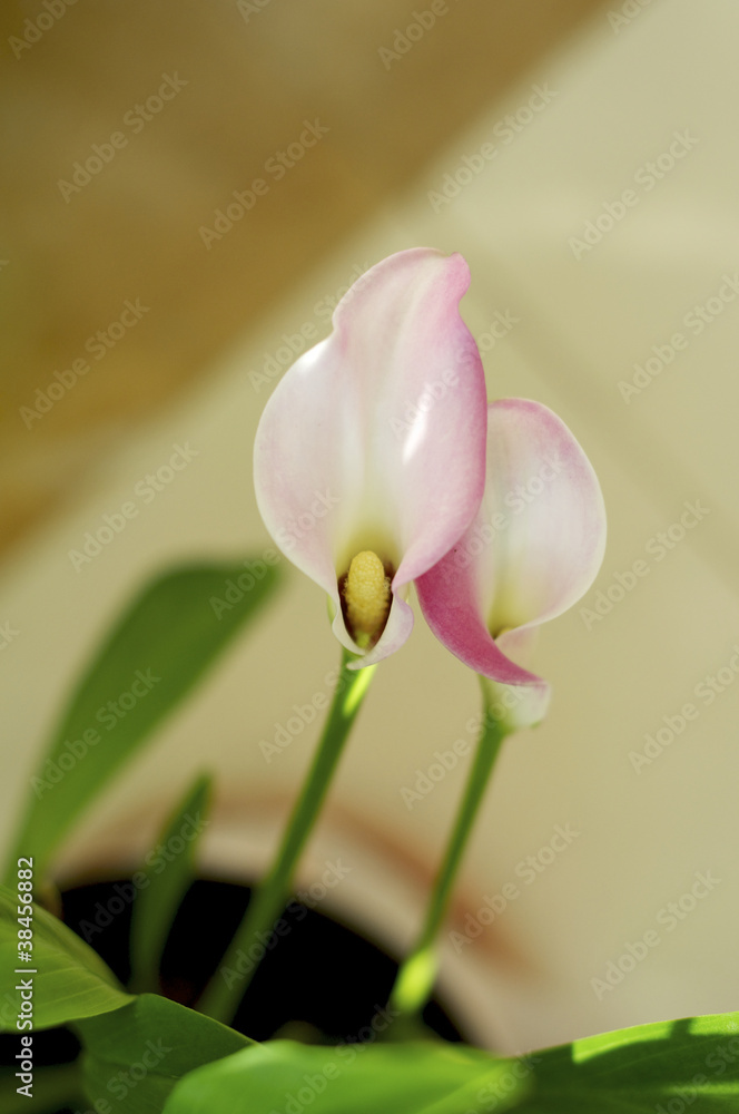 Fototapeta premium Isolated calla lily