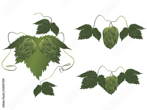 hops plant