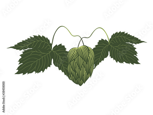 hops plant