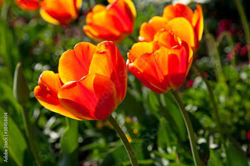 Tulips © swisshippo