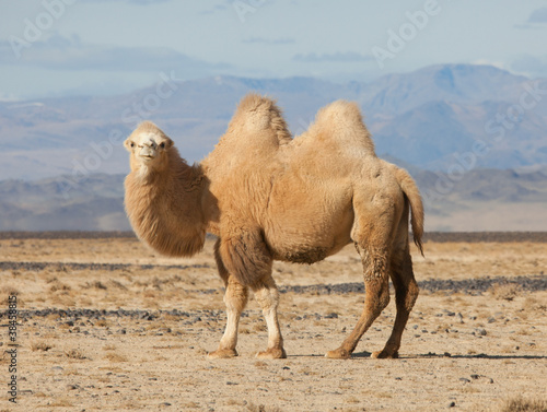 Leinwand Poster Bactrian camel in the steppes of Mongolia