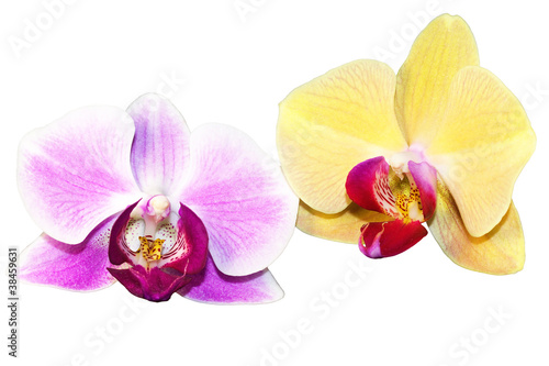 Purple and yellow orchid flowers