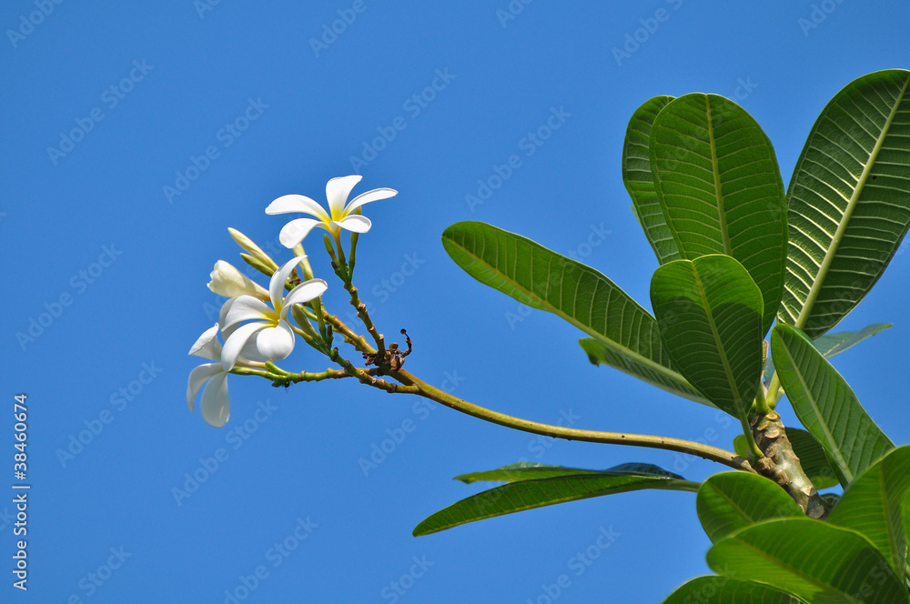 Obraz premium White frangipani bunch