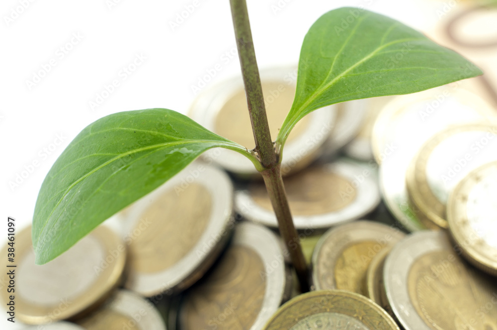Jeune plante sortant de piece d'argent Jeune plante sortant de piece d'argent