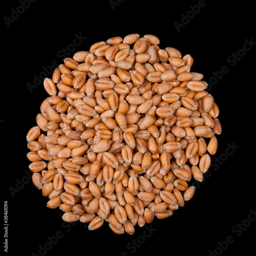 Wheat seed circle