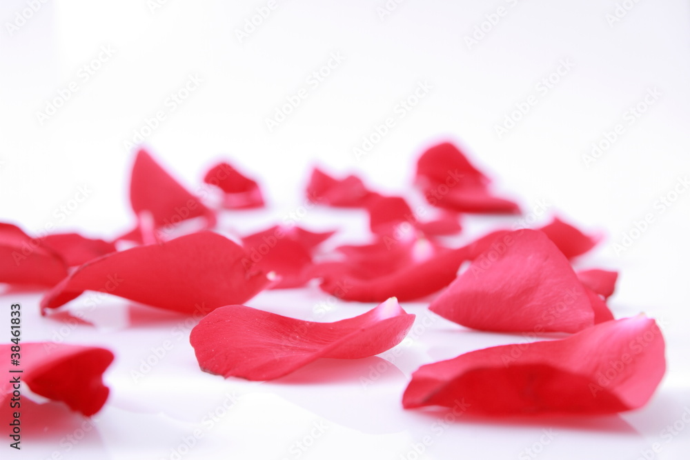 pétalos de rosa pétalos de rosa
