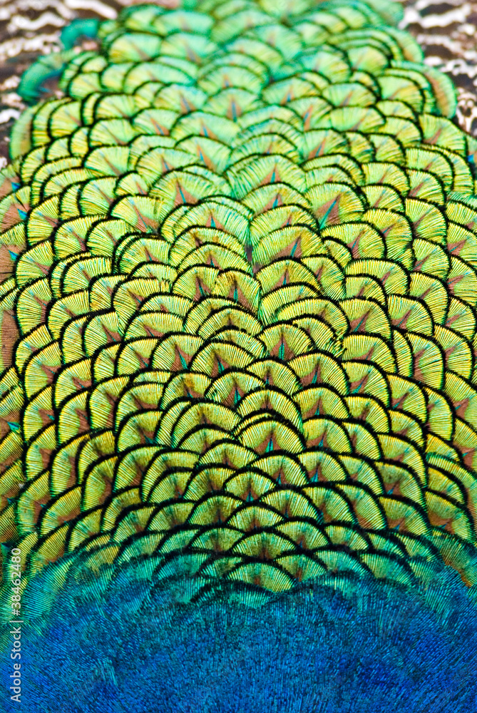 Obraz premium peacock vibrant plumage colours