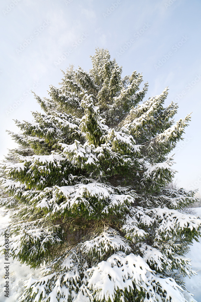 Snowy fir.