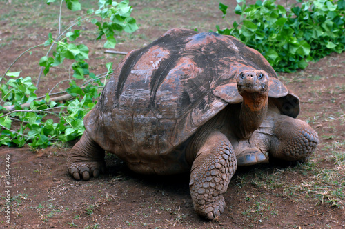 Extra large Turtle