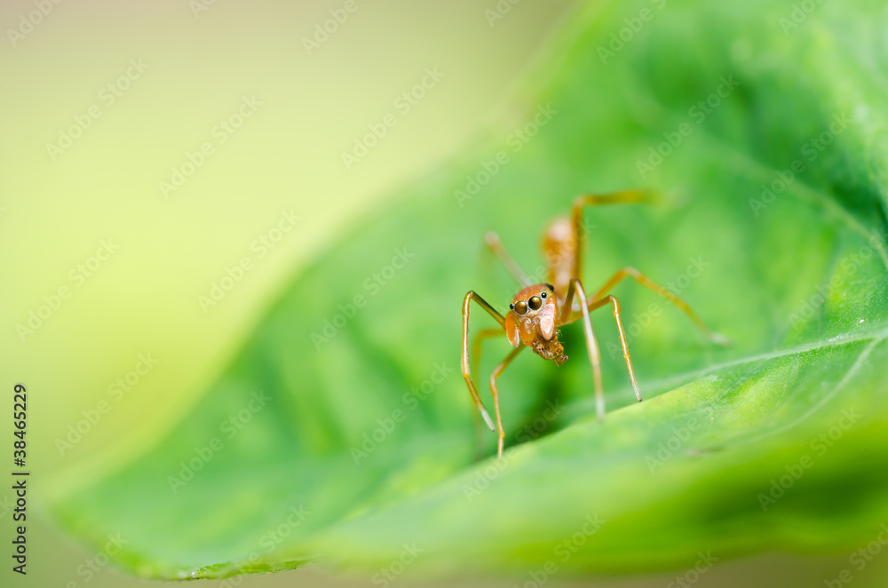 red spider in nature red spider in nature