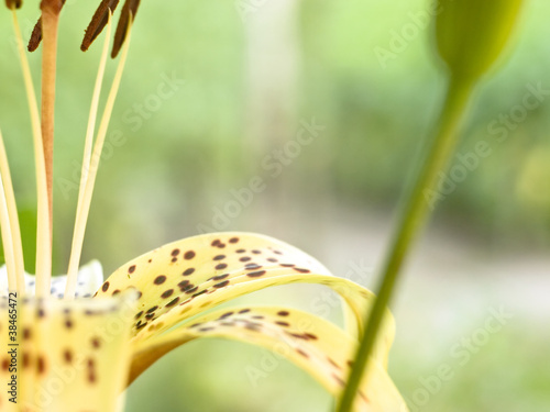 Yellow lily photo