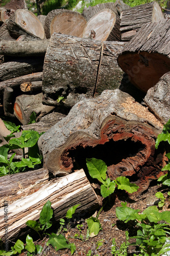 Wallpaper Mural legname Torontodigital.ca