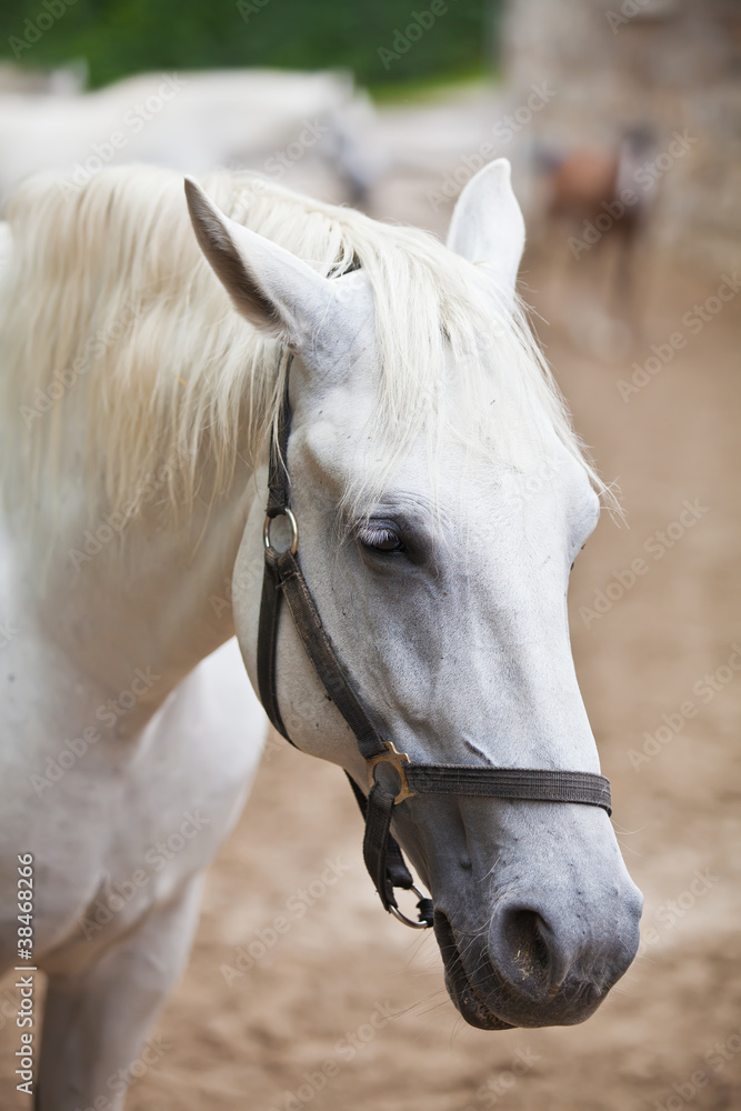 Closeup of a head of the white lipizzan horse in the lipizzan br Closeup of a head of the white lipizzan horse in the lipizzan br