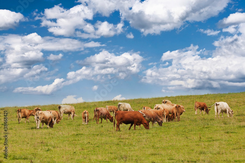 A herd of cows grazing on a pasture under a cloudy sky