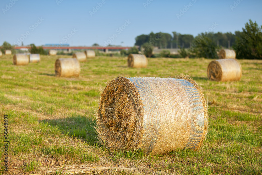 Round bales of hay in the field