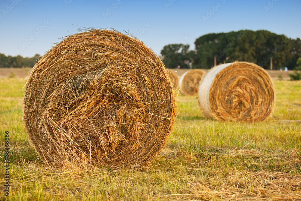 Round bales of hay in the field Round bales of hay in the field
