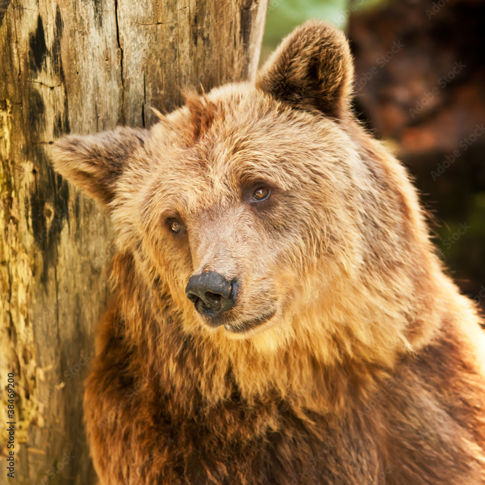 European brown bear (Ursus arctos) showing a sad face