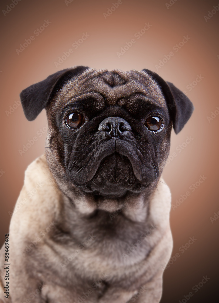 Mops Gemälde Portrait