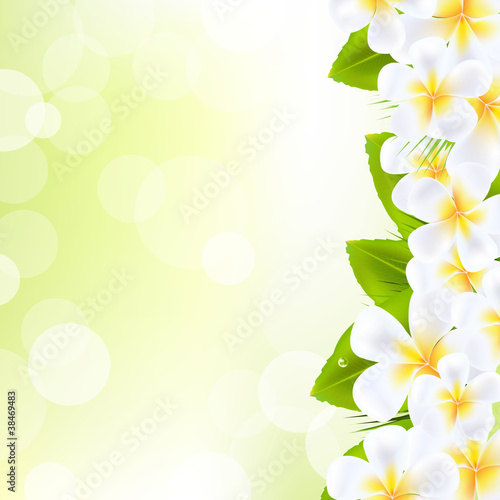 Frangipani Flowers With Leaf