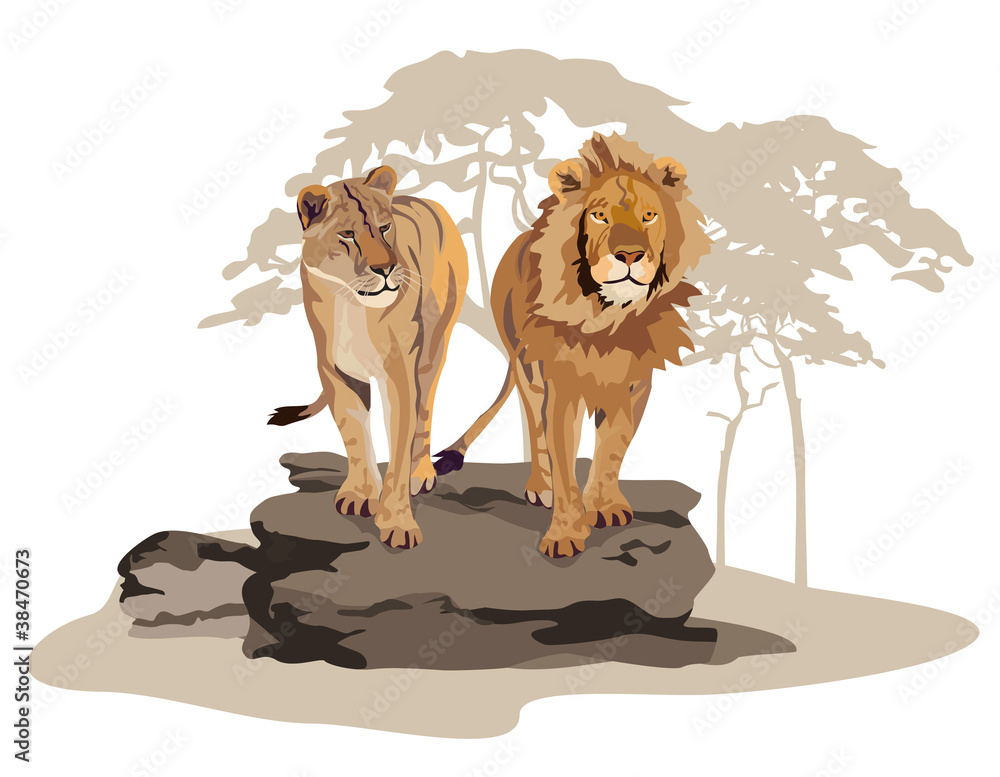 Fototapeta premium African Lions