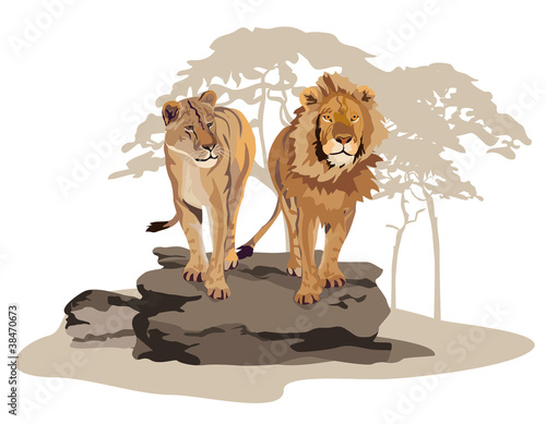 African Lions