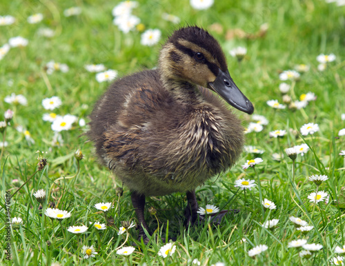 Chick photo