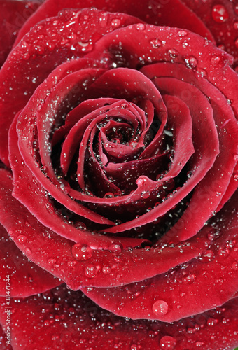 Red rose with droplets