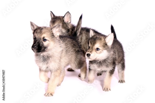 drei rennende Wolfshund Welpen © fotowebbox