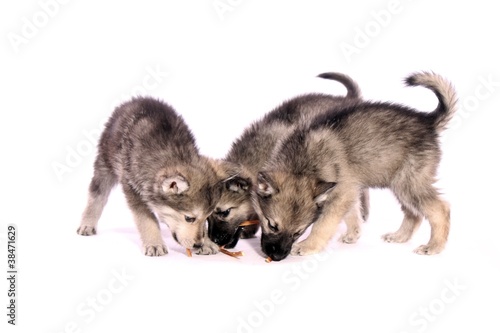 drei Wolfshund Welpen bei F  tterung