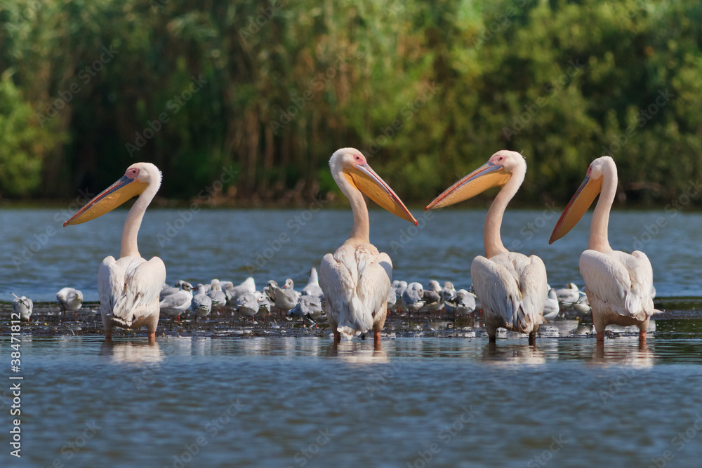 white pelicans