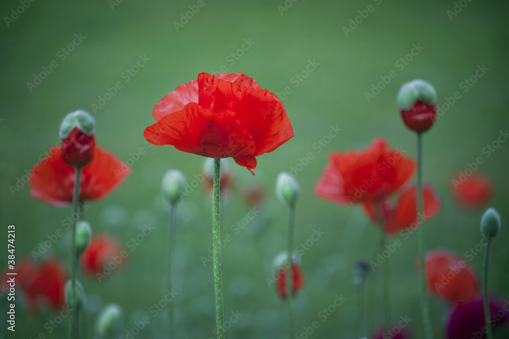 Naklejka premium Poppy flowers