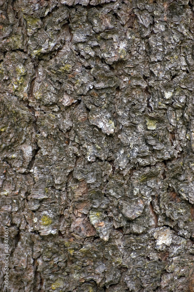 Vertical Grungy Bark Texture Background Vertical Grungy Bark Texture Background
