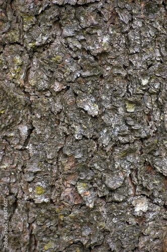 Vertical Grungy Bark Texture Background © Brilt