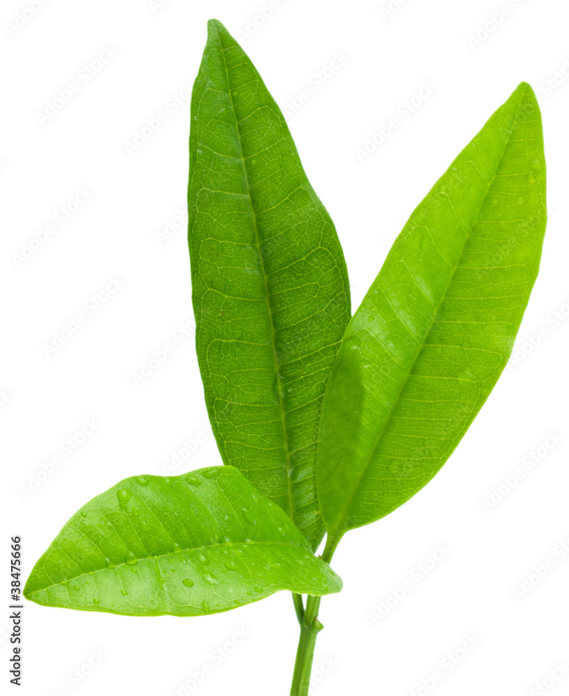 Obraz premium quatre-épices, Pimenta dioica