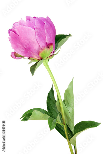 Isolated lonely pink peony