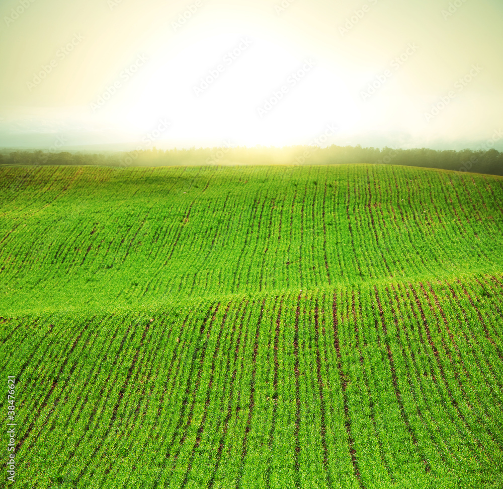 Fog in field Fog in field