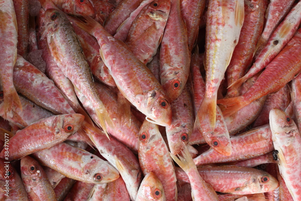 Fresh Red Mullet fish on ice at fishmongers Fresh Red Mullet fish on ice at fishmongers