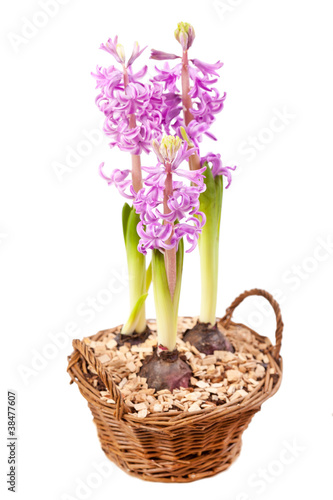 Pink hyacinths