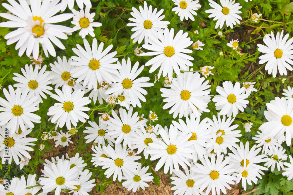 White flowers.