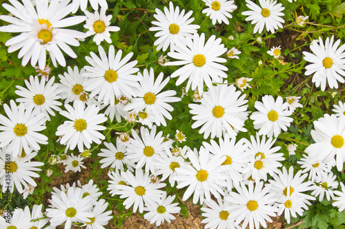 White flowers. © natrada