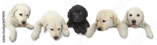 Dog puppy white and black cut out on white background