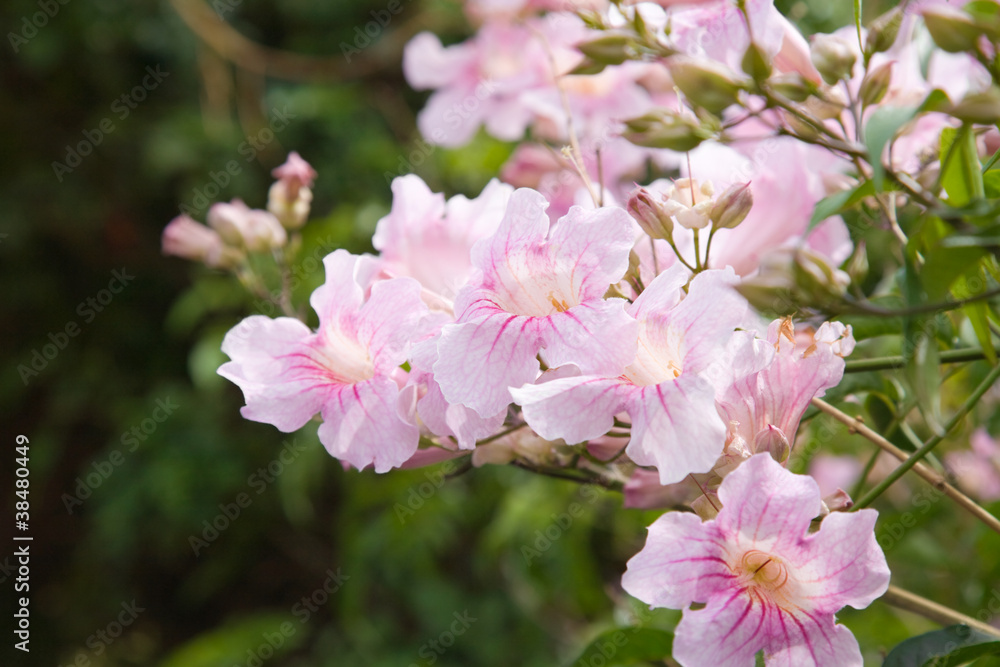 large flower cluster of Pandorea Ricasoliana (pink tecoma; pink