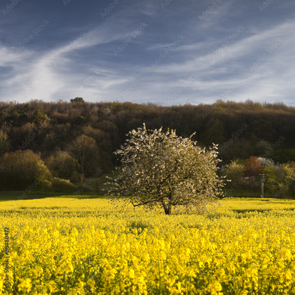 Obraz premium Isolated tree in rapeseed field
