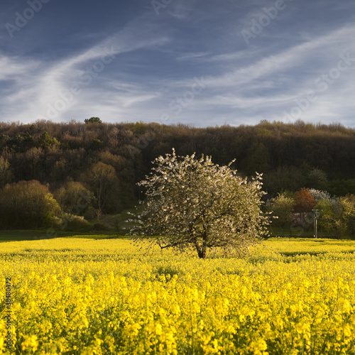 Isolated tree in rapeseed field