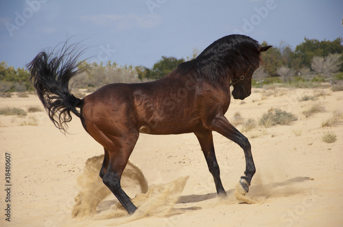 Purebred arabian stallion in desert