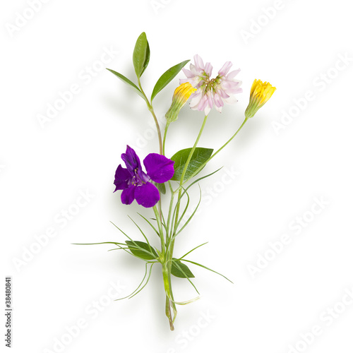 Bouquet of the field (wild) flowers