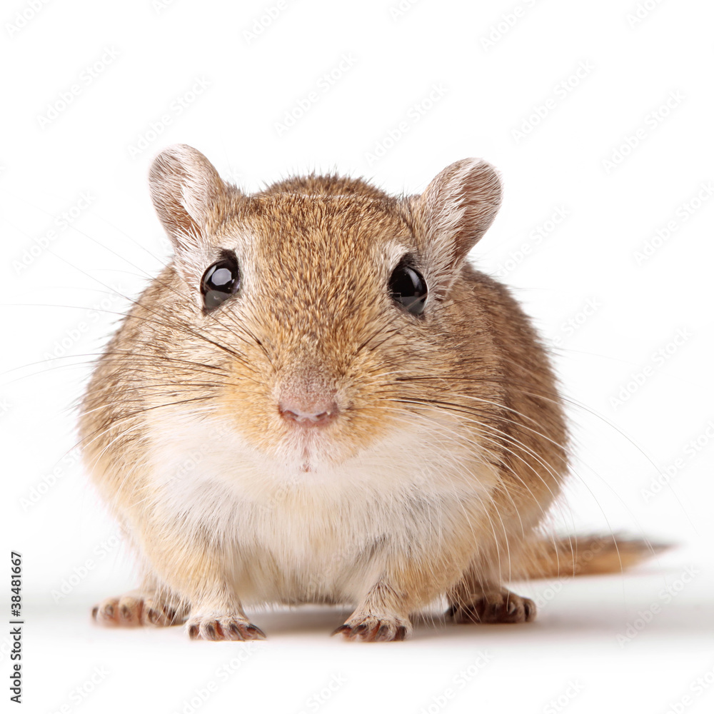 Gerbil von vorn isoliert auf weiß StockFoto Adobe Stock