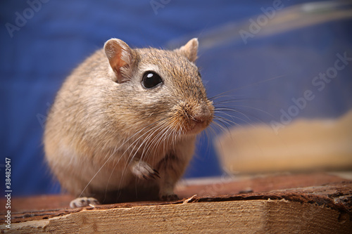 Gerbil im Käfig auf Holzterasse mit Sandbecken im Hintergrund